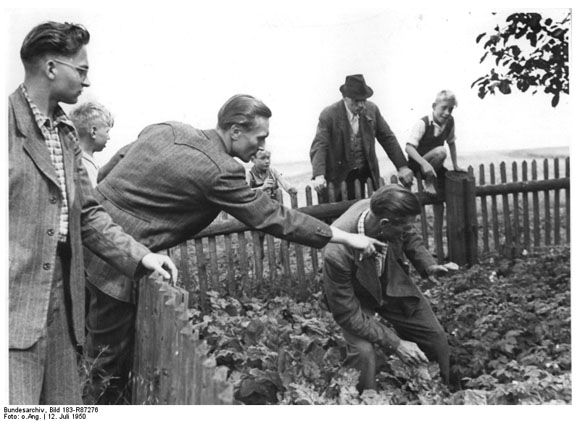 Suche nach Kartoffelkäfern (Juli 1950)